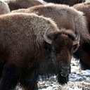 Bison