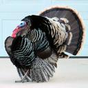 Wild turkeys in Rockrimmon