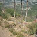 MT. Hurman 19