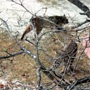 Bobcats in Rockrimmon