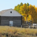 Glorious aspens